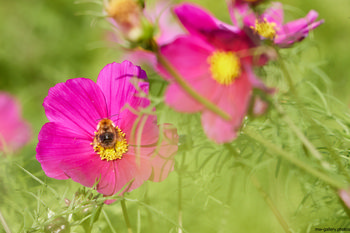 Bee on Garden Cosmos This nature photograph captures a bee collecting nectar on a vibrant pink Garden Cosmos flower, surrounded by lush green plants and additional cosmos flowers in bloom. Taken in the morning during the summer season, the image highlights the intricate relationship between insects and flowers, showcasing bees as essential pollinators within a garden environment. The soft lighting and fresh summer greenery reinforce the vitality of the plants and the beauty of the Garden Cosmos species. The photograph falls under the category of still life, with a strong emphasis on the interaction of insects and flowers within a cultivated natural setting.